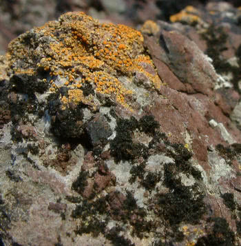 Caloplaca (orange lichen)